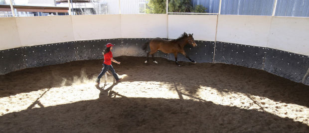 Dean tries to bring University of Arizona a new breed of vet school